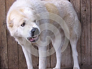 Big white dog aggressive angry bared teeth attacking Central Asian shepherd