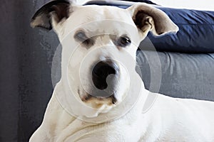 A big white dog with a black muzzle looks at you behind a background col photo