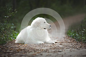 Big white dog breed maremmano abruzzese shepherd lying on the path in the forest. Cane da pastore Maremmano-Abruzzese