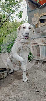 Big white dog in chains. Happy dog