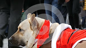 The big white dog of a homeless beggar lies in a funny Santa Claus costume, people pass by.