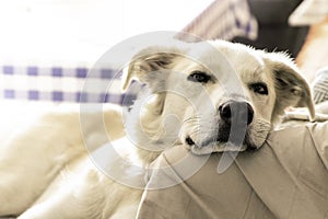 Big white dog lies on a sofa. Happy pet concept. Relax concept