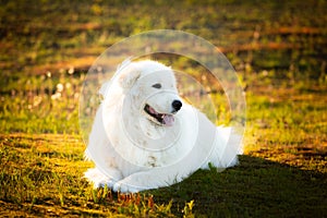 Big white dog lying on moss in the field at sunset. Cute maremma sheepdog. Cane da pastore Maremmano-Abruzzese