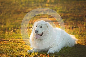 Big white dog lying on moss in the field at sunset. gorgeous maremma sheepdog. Cane da pastore Maremmano-Abruzzese