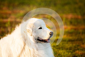 Big white dog lying on moss in the field at sunset. Happy maremma sheepdog. Cane da pastore Maremmano-Abruzzese
