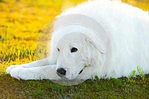 Big white dog lying on moss in the field at sunset. Sad maremma sheepdog. Cane da pastore Maremmano-Abruzzese photo