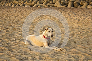 A big white dog with a red collar lying on the sand