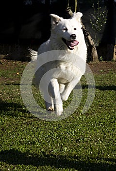 Big white dog running on lawn