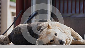 Big and white domestic dog laying down sleeping relaxed on the ground