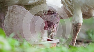 Big white domestic turkey bird laying in green grass outdoors.