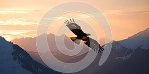 Big White Eagle Soars in the sky against sunset