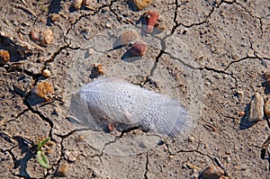 Big white feather with the drops of water lies on the ground. Close view