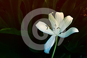 Big white flower blooming and green leaves background photo
