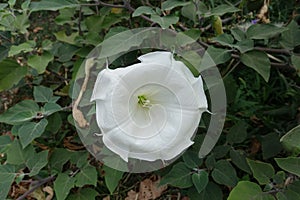 Big white flower of Datura innoxia