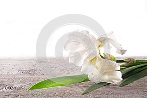 Big white flower iris on a light wooden background