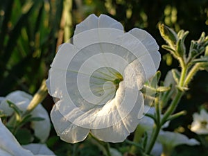 Big white flower of lightning of the sun.