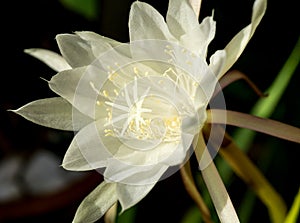 Big white flower of Queen of the Night Epiphyllum oxypetalum