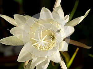 Big white flower of Queen of the Night Epiphyllum oxypetalum