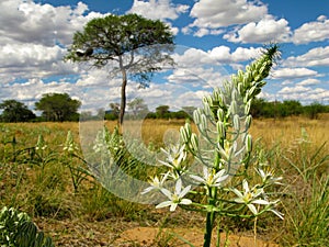 Big white flower with a savannah landscape with camel thorn acacia tree on a background in central Namibia, South Africa