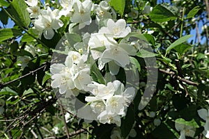 Big white flowers of mock-orange in May