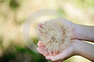 Big white fluffy dandelion in the hands of a child on a summer green background