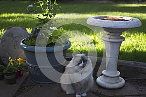 Ragdoll Cat with blue eyes outside in the summer photo