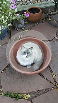 Ragdoll Cat with blue eyes in a planter photo