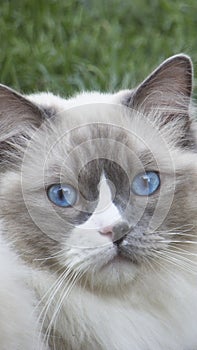 Ragdoll Cat with blue eyes photo