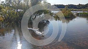 The big white goose is playing freely in the lake beautiful view of Stanley Draper Lake Oklahoma City