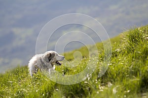 Big white grown clever shepherd dog standing on steep green grassy mountain slope on sunny summer day on copy space background of