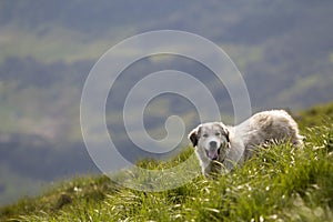 Big white grown clever shepherd dog standing on steep green grassy mountain slope on sunny summer day on copy space background of