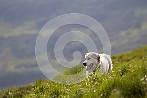 Big white grown clever shepherd dog standing on steep green grassy mountain slope on sunny summer day on copy space background of