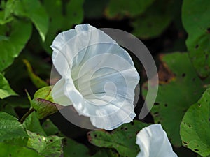 Big white hedge bindweed flower in a hedgerow