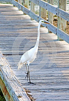 Big White Heron on a beach walkway