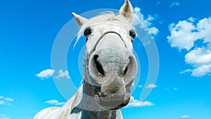 Big white horse head portrait on a sunny summer day with clear blue sky and white clouds