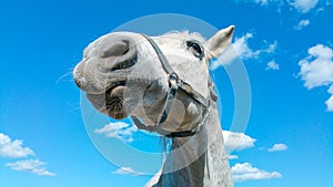 Big white horse head portrait on a sunny summer day with clear blue sky and white clouds
