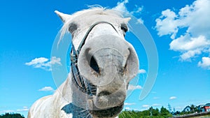 Big white horse head portrait on a sunny summer day with clear blue sky and white clouds