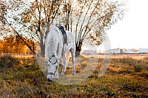 Big white horse isstanding at the field after riding. Equestrian and horse riding concept