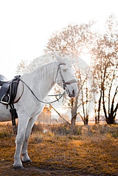 Big white horse isstanding at the field after riding. Equestrian and horse riding concept.