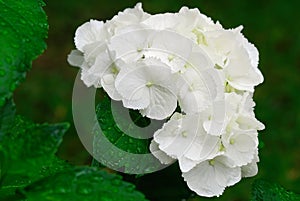 Big white hortensia, hydrangea flower after rain, closeup