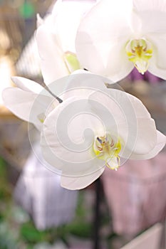 Big white macro flower orchid