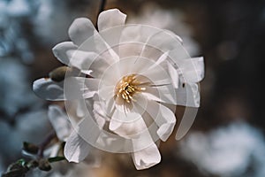 Big white magnolia bud photo, close-up. White flowering blossom of white star magnolia stellata on a blurred brown