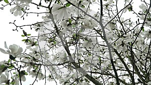 Big white magnolia tree in blossom against grey sky.