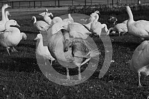 Big White Male Duck standing among ducks