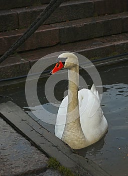 Big white nothern swan swimming in the lake