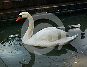 Big white nothern swan swimming in the lake