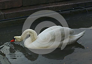 Big white nothern swan swimming in the lake