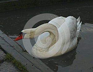 Big white nothern swan swimming in the lake