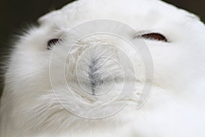 big white owl (Bubo scandiacus)