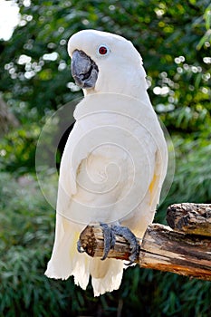 Big white parrot Cockatoo